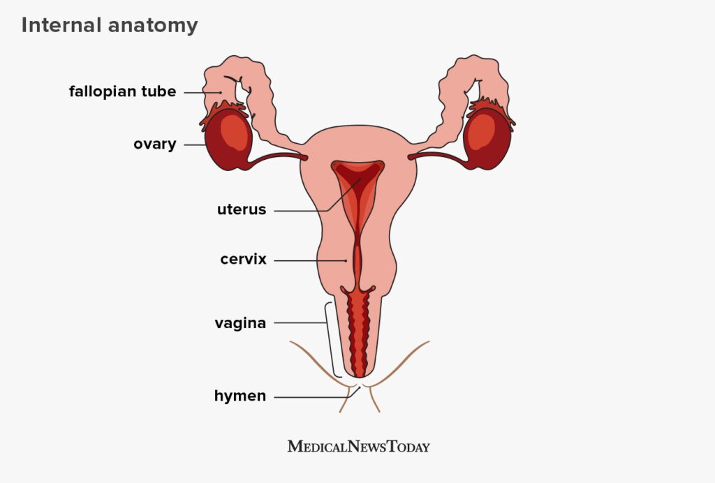 Detail Gambar Organ Reproduksi Pada Perempuan Nomer 50