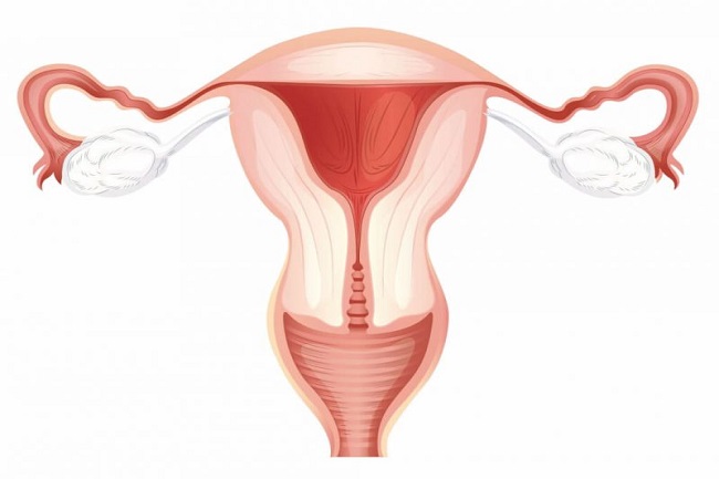 Detail Gambar Organ Reproduksi Pada Perempuan Nomer 53