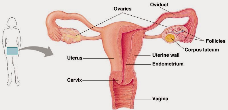 Detail Gambar Organ Reproduksi Pada Perempuan Nomer 8