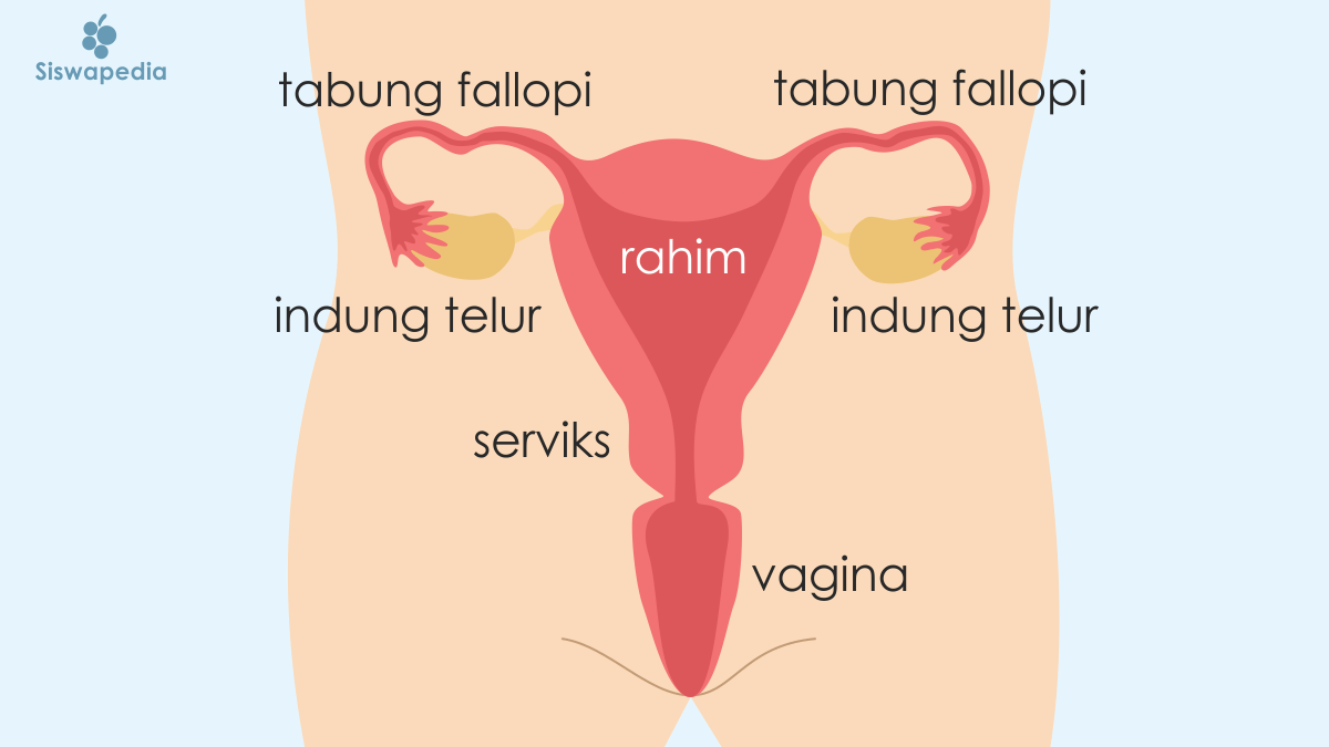 Detail Gambar Organ Reproduksi Pada Wanita Nomer 13