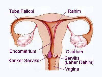 Detail Gambar Organ Reproduksi Pada Wanita Nomer 51