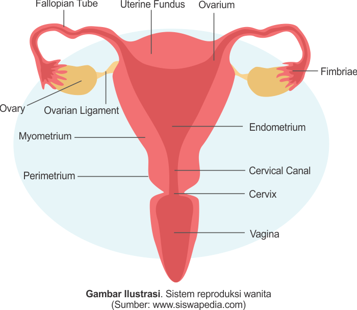 Detail Gambar Organ Reproduksi Pada Wanita Nomer 9