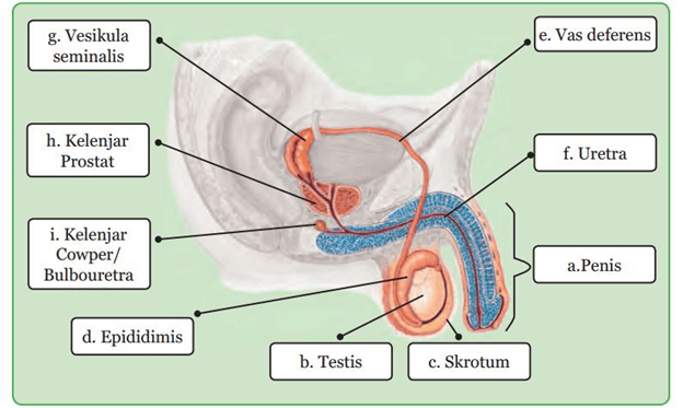 Detail Gambar Organ Reproduksi Pria Nomer 19