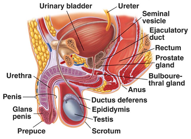 Detail Gambar Organ Reproduksi Pria Nomer 21