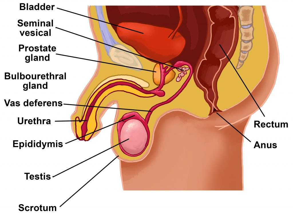 Detail Gambar Organ Reproduksi Pria Nomer 26