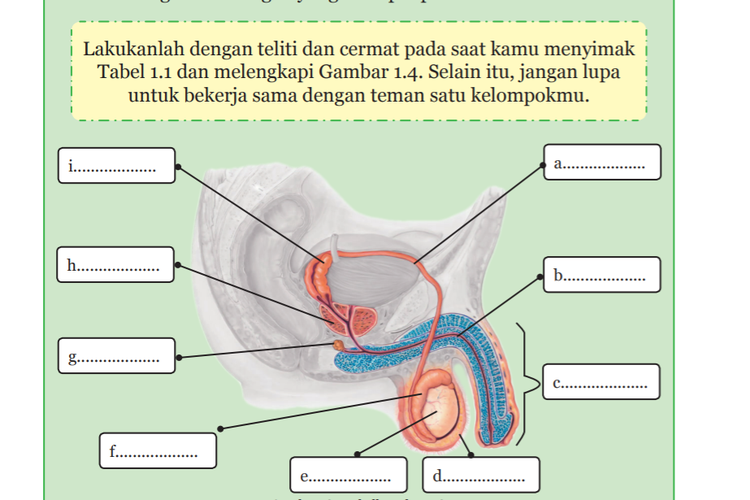 Detail Gambar Organ Reproduksi Pria Nomer 27