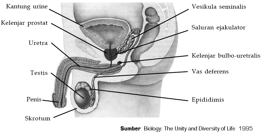 Detail Gambar Organ Reproduksi Pria Nomer 29