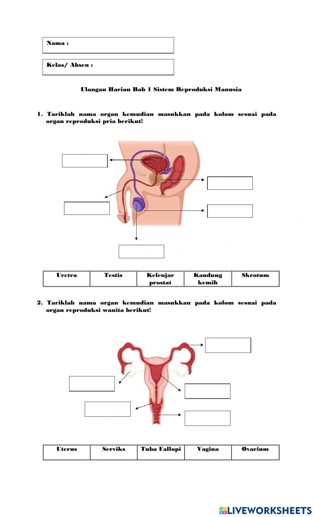 Detail Gambar Organ Reproduksi Pria Nomer 31