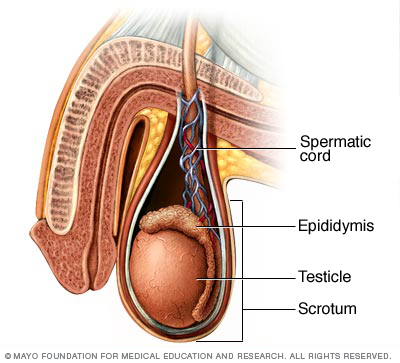 Detail Gambar Organ Reproduksi Pria Nomer 33