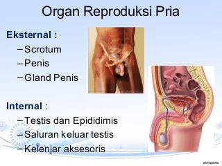 Detail Gambar Organ Reproduksi Pria Nomer 40