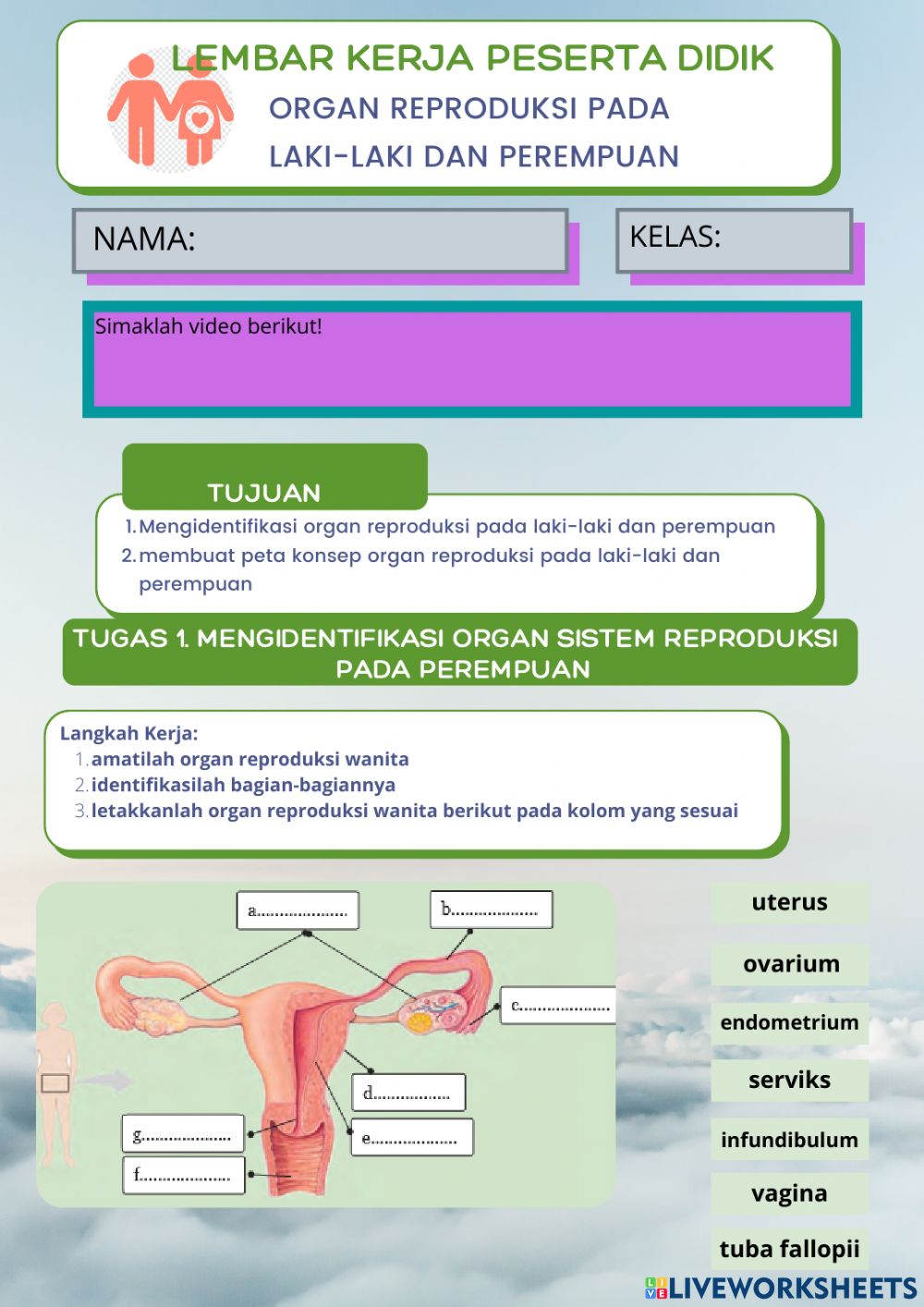 Detail Gambar Organ Reproduksi Pria Nomer 47