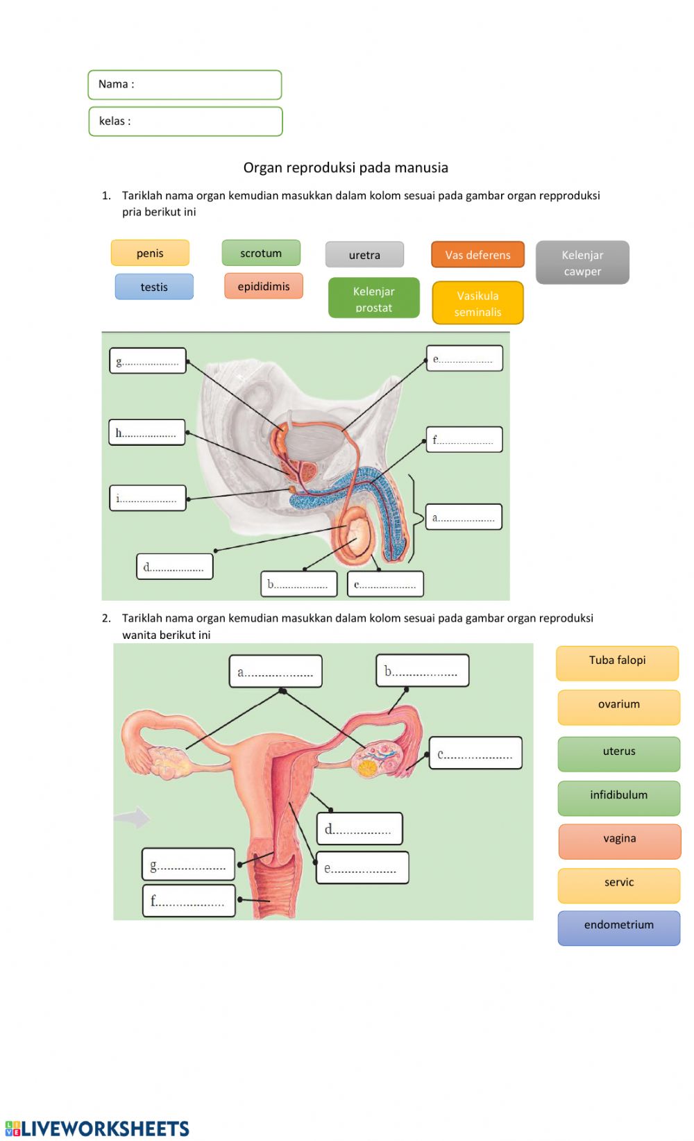 Download Gambar Organ Reproduksi Pria Nomer 51