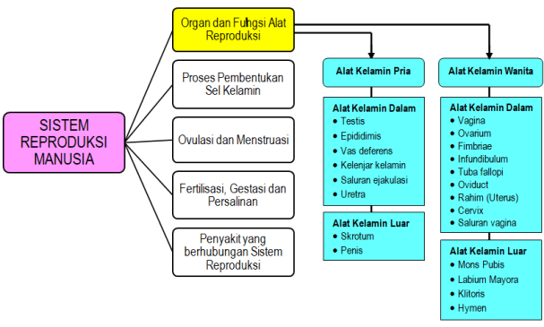 Detail Gambar Organ Reproduksi Pria Nomer 53