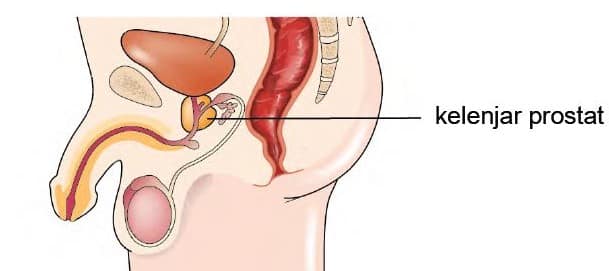 Detail Gambar Organ Reproduksi Pria Nomer 55