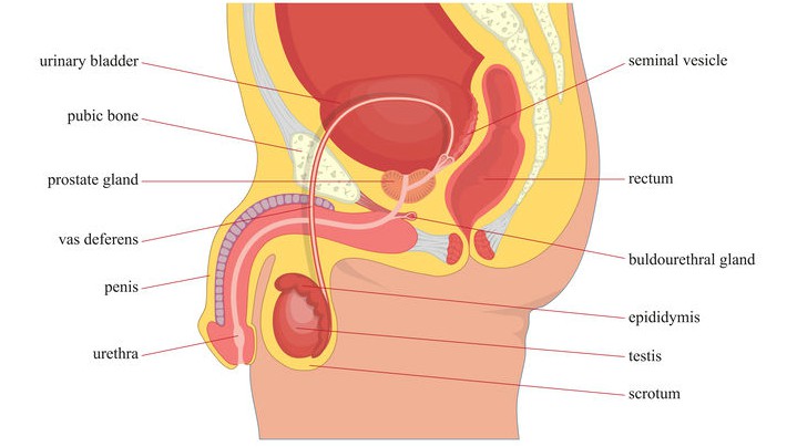 Detail Gambar Organ Reproduksi Pria Nomer 7