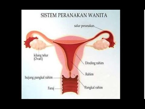 Detail Gambar Organ Reproduksi Wanita Nomer 18