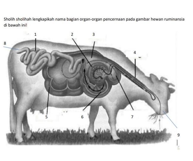 Detail Gambar Organ Sapi Nomer 20