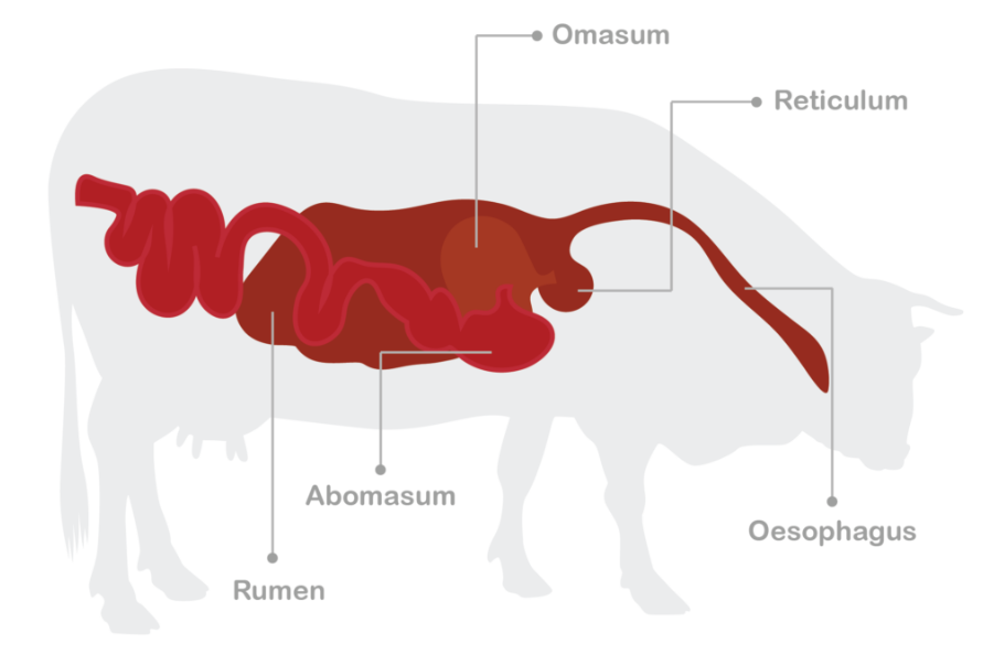 Detail Gambar Organ Sapi Nomer 23