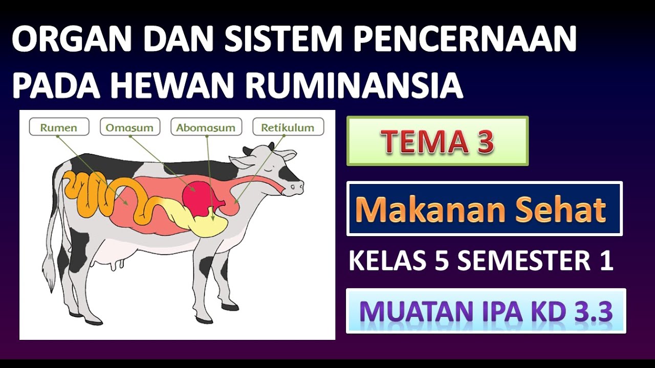 Detail Gambar Organ Sapi Nomer 34