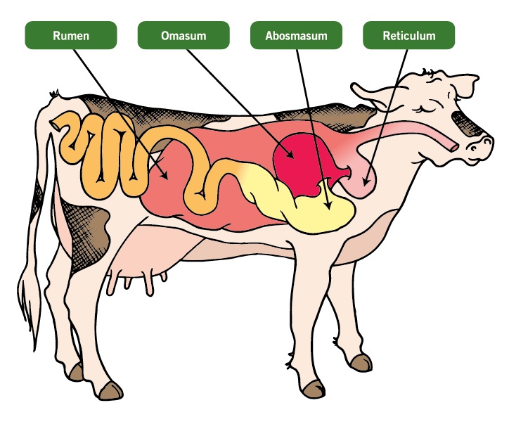 Detail Gambar Organ Sapi Nomer 36