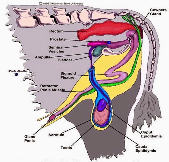 Detail Gambar Organ Sapi Nomer 39