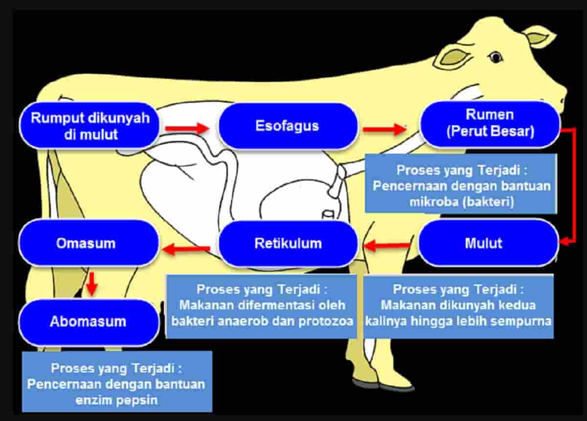 Detail Gambar Organ Sapi Nomer 49