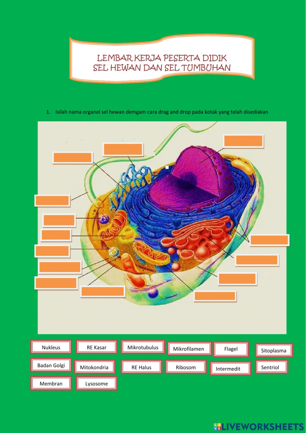 Detail Gambar Organ Sel Hewan Nomer 30