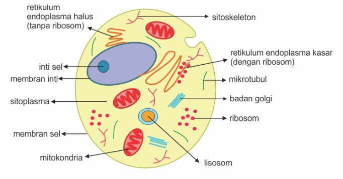 Detail Gambar Organ Sel Hewan Nomer 42