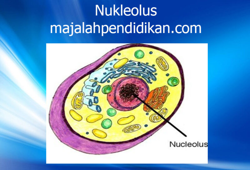 Detail Gambar Organ Sel Hewan Nomer 54