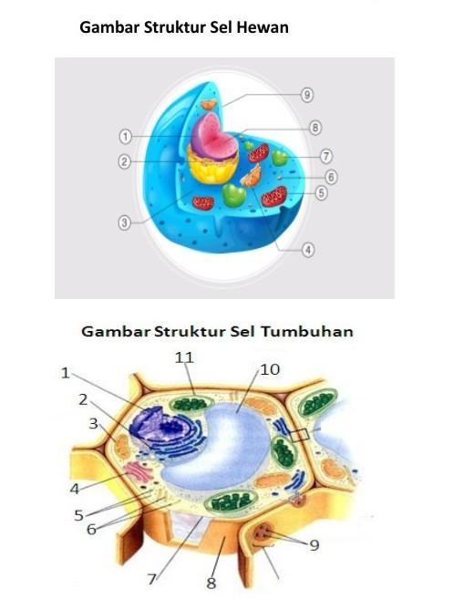 Detail Gambar Organ Sel Hewan Nomer 56