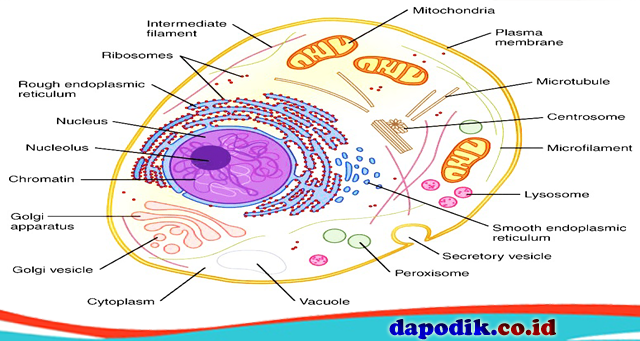 Detail Gambar Organ Sel Hewan Nomer 10