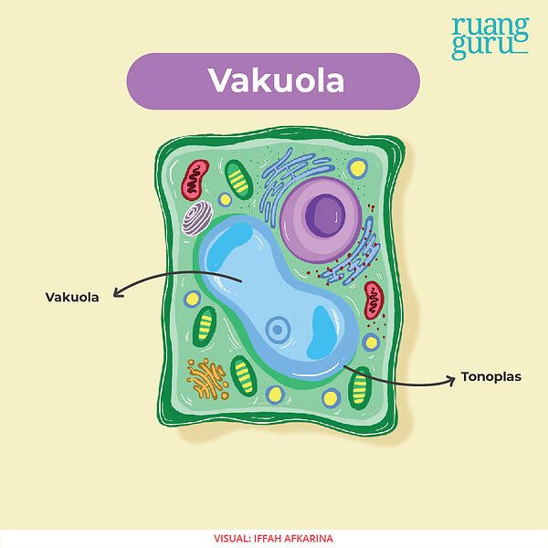 Detail Gambar Organ Sel Tumbuhan Nomer 10