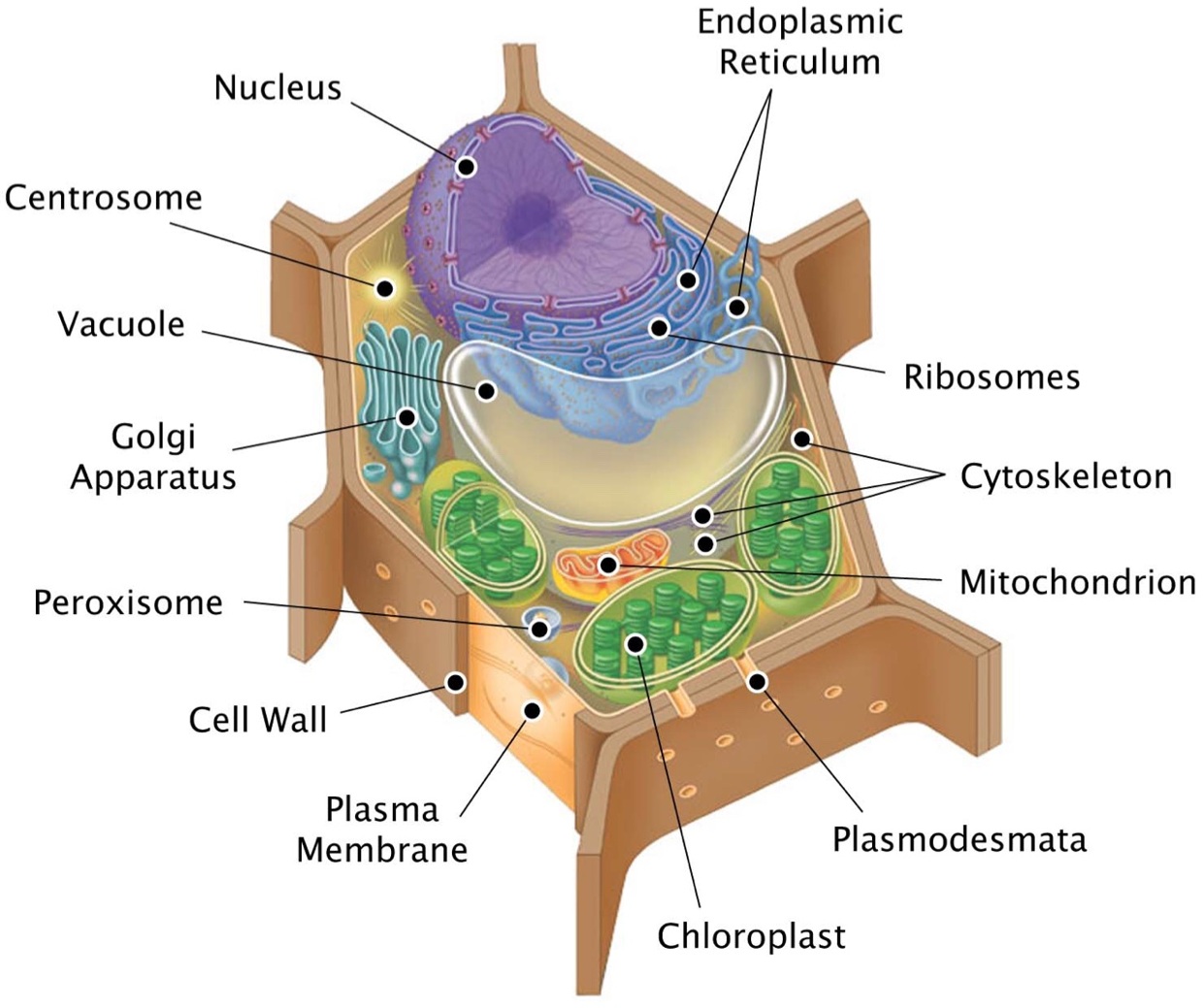 Detail Gambar Organ Sel Tumbuhan Nomer 13