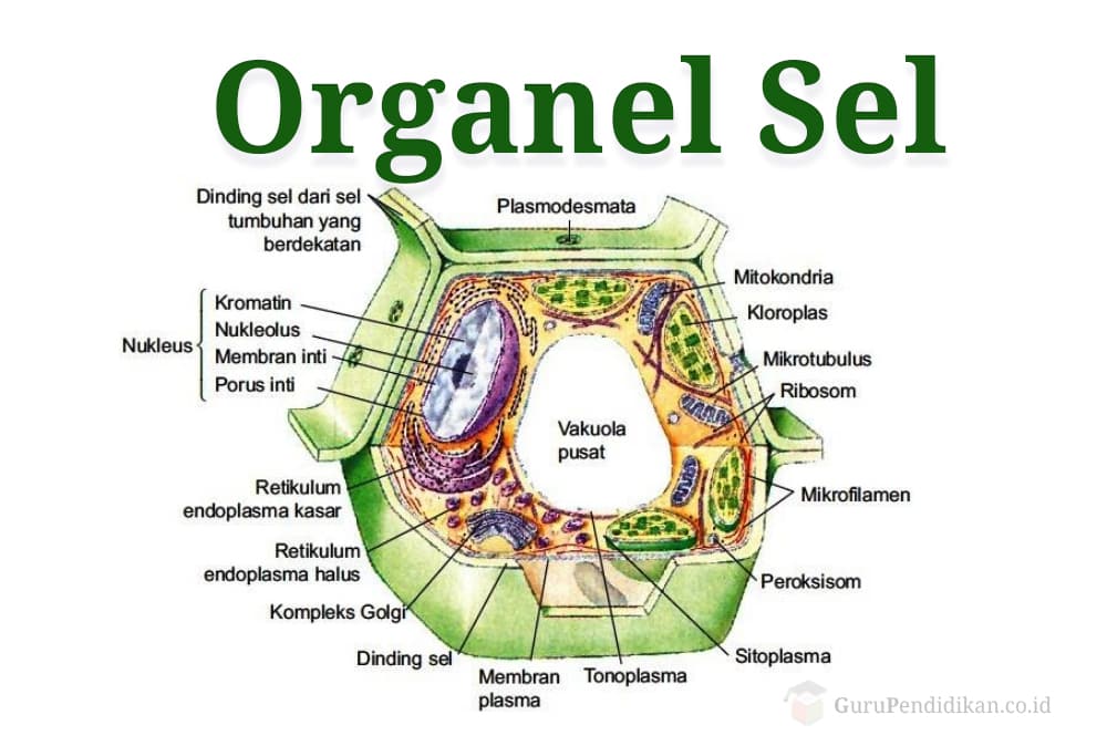 Detail Gambar Organ Sel Tumbuhan Nomer 15