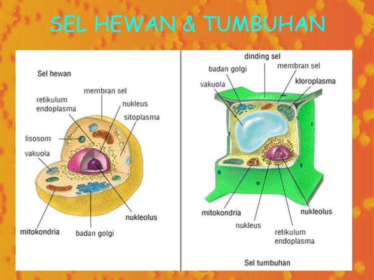 Detail Gambar Organ Sel Tumbuhan Nomer 16