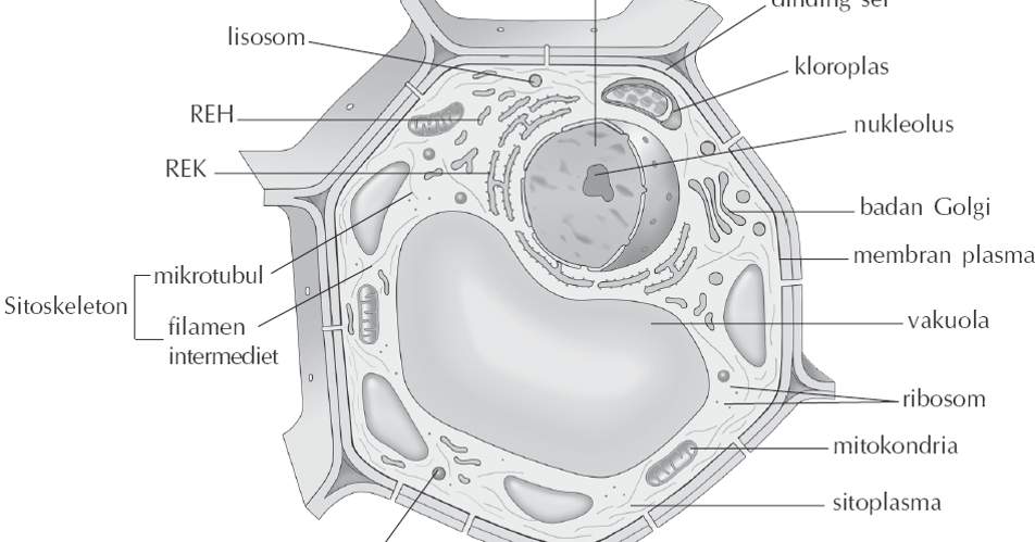 Detail Gambar Organ Sel Tumbuhan Nomer 23