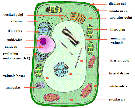 Detail Gambar Organ Sel Tumbuhan Nomer 25