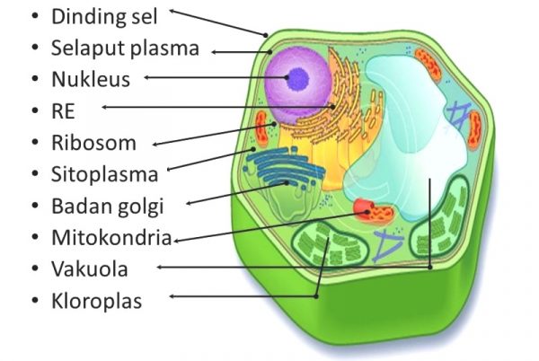 Detail Gambar Organ Sel Tumbuhan Nomer 4