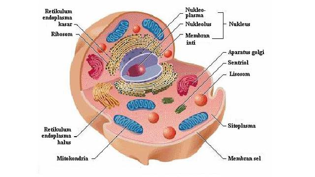 Detail Gambar Organ Sel Tumbuhan Nomer 30