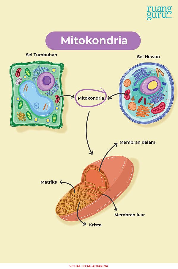 Detail Gambar Organ Sel Tumbuhan Nomer 31