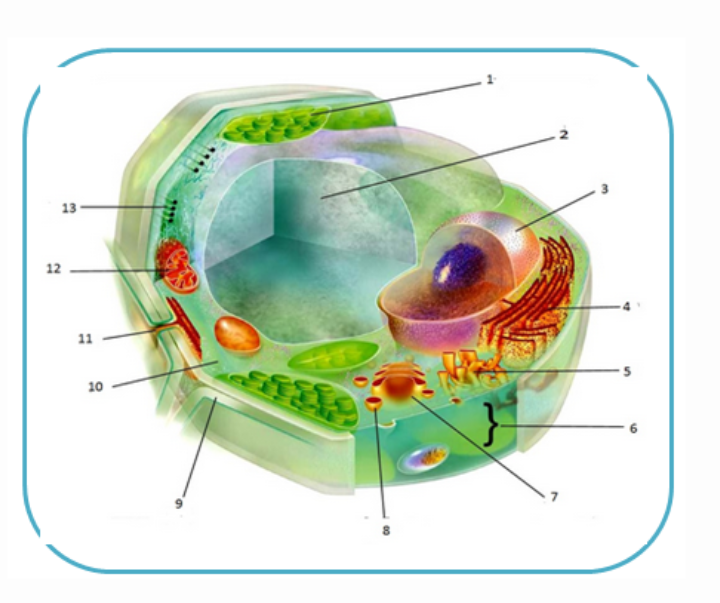 Detail Gambar Organ Sel Tumbuhan Nomer 34