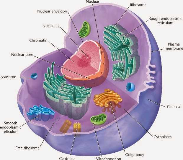 Detail Gambar Organ Sel Tumbuhan Nomer 52