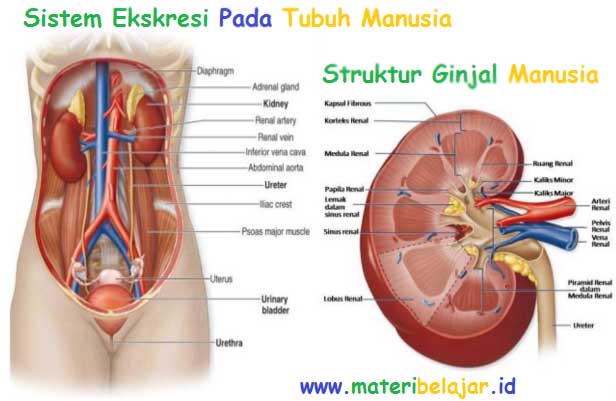 Detail Gambar Organ Sistem Ekskresi Nomer 20