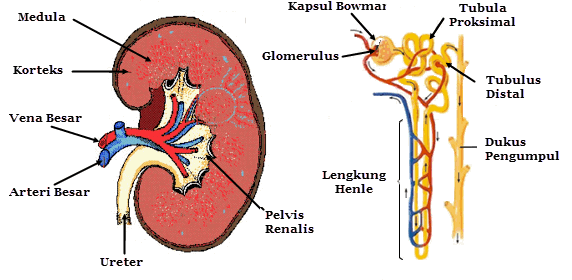 Detail Gambar Organ Sistem Ekskresi Nomer 27