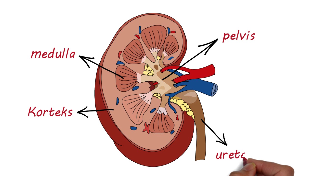 Detail Gambar Organ Sistem Ekskresi Nomer 31