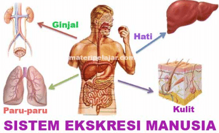 Detail Gambar Organ Sistem Ekskresi Nomer 33