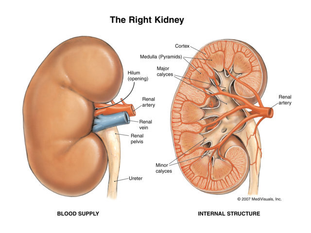 Detail Gambar Organ Sistem Ekskresi Nomer 37