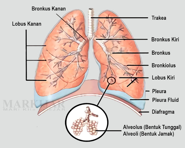 Detail Gambar Organ Sistem Ekskresi Nomer 40