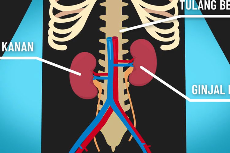 Detail Gambar Organ Sistem Ekskresi Nomer 42