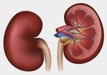 Detail Gambar Organ Sistem Ekskresi Nomer 46